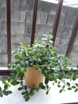 セリア、100均の観葉植物育ててる方☆