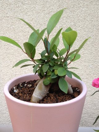 セリア、100均の観葉植物育ててる方☆