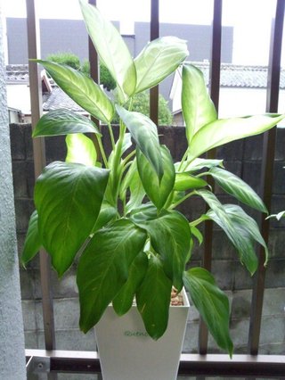 セリア、100均の観葉植物育ててる方☆