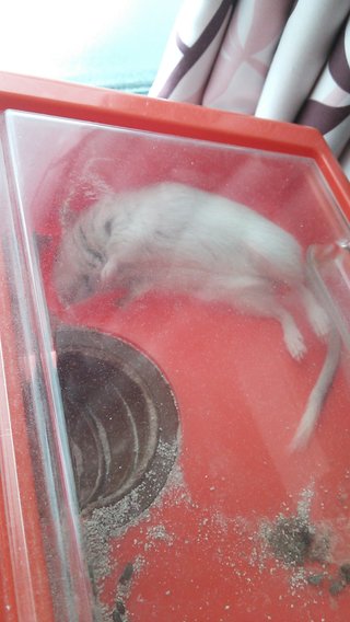 飼育が楽なペット