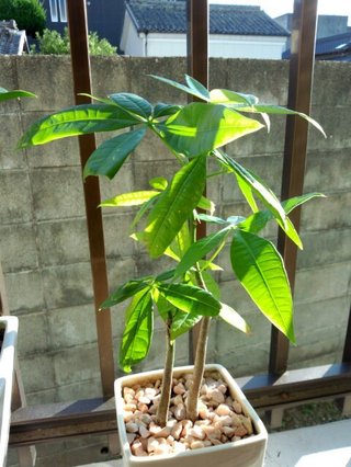 セリア、100均の観葉植物育ててる方☆