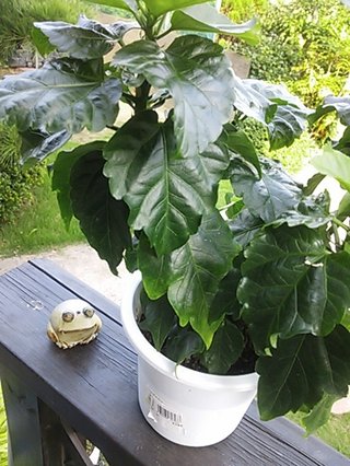 セリア、100均の観葉植物育ててる方☆