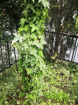 セリア、100均の観葉植物育ててる方☆