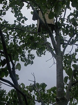 セリア、100均の観葉植物育ててる方☆