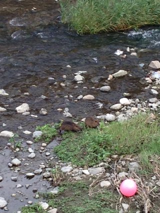 どうでもいい報告してください