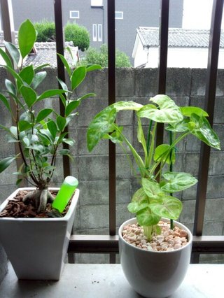 セリア、100均の観葉植物育ててる方☆