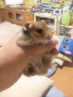 飼育が楽なペット