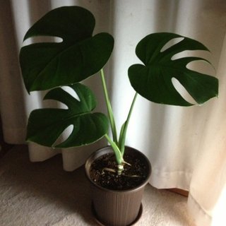 セリア、100均の観葉植物育ててる方☆