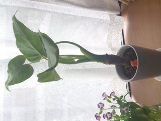 セリア、100均の観葉植物育ててる方☆