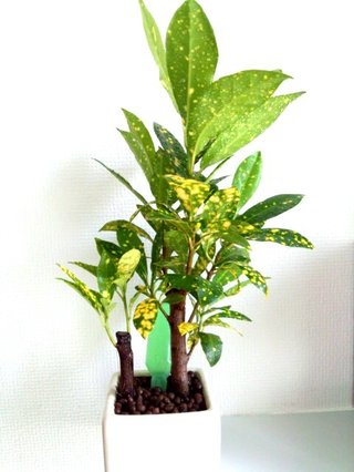 セリア、100均の観葉植物育ててる方☆