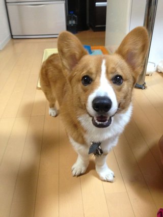 U^ェ^U【犬がみたい】…見せて下さいませんか？