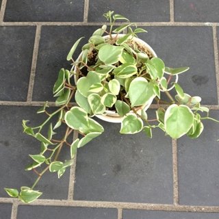 セリア、100均の観葉植物育ててる方☆