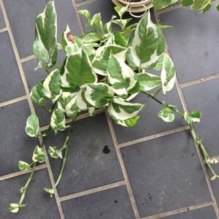 セリア、100均の観葉植物育ててる方☆