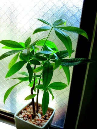 セリア、100均の観葉植物育ててる方☆