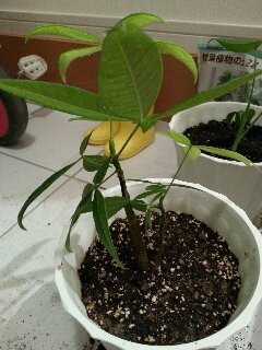 セリア、100均の観葉植物育ててる方☆