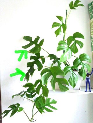 セリア、100均の観葉植物育ててる方☆