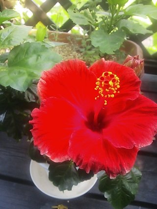 セリア、100均の観葉植物育ててる方☆