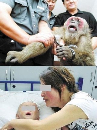 【衝撃】野生のｻﾙが男の子の睾丸を…【中国】