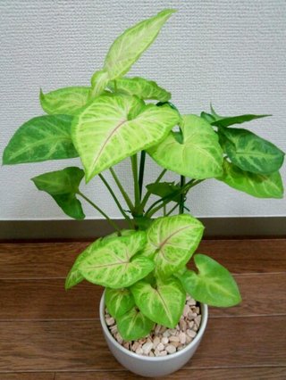 セリア、100均の観葉植物育ててる方☆