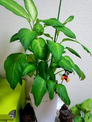 セリア、100均の観葉植物育ててる方☆