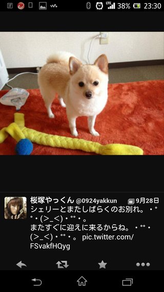 桜塚やっくん、交通事故で死亡