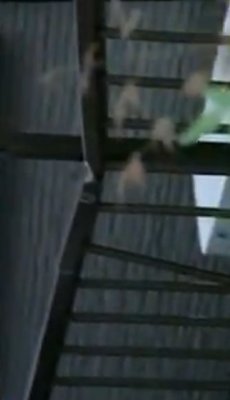 女子高生が転落死、忘れ物取りに自宅２階によじ登る