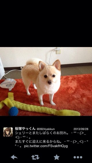 桜塚やっくん、交通事故で死亡