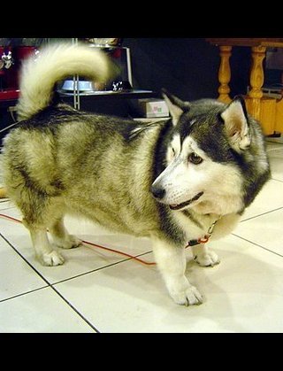 「ポメラニアン」と「シベリアンハスキー」のミックスがかわいすぎると話題に！