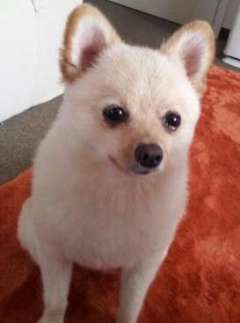 桜塚やっくん、交通事故で死亡