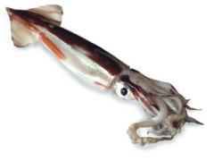 桜塚やっくん、交通事故で死亡