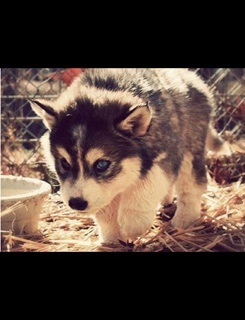 「ポメラニアン」と「シベリアンハスキー」のミックスがかわいすぎると話題に！