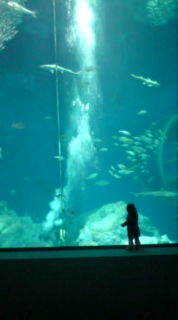 茨城の大洗水族館