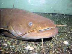 【天国の恋】ﾌｼﾞ昼ﾄﾞﾗ 10/28～