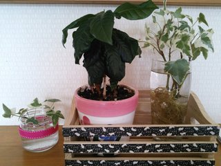 セリア、100均の観葉植物育ててる方☆