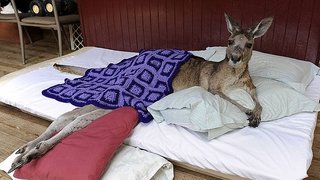 【豪州】奇形や発達・身体の障害…兄と妹を最初に4世代にわたって近親交配を繰り返した”集落”