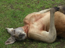 【豪州】奇形や発達・身体の障害…兄と妹を最初に4世代にわたって近親交配を繰り返した”集落”