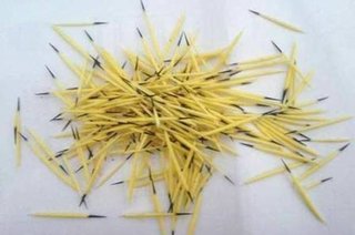 女性の頭にハリネズミ落下、２７０本刺さる