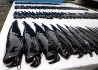 高知・室戸岬沖で深海魚１０５匹！「海域に異変か」と専門家