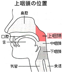 この時期のアレルギー