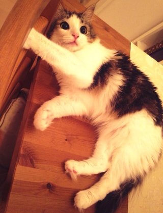 ダレノガレ明美の猫が絶体絶命