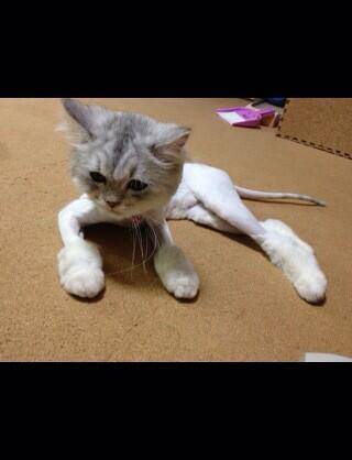 ダレノガレ明美の猫が絶体絶命