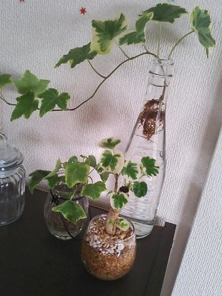 セリア、100均の観葉植物育ててる方☆