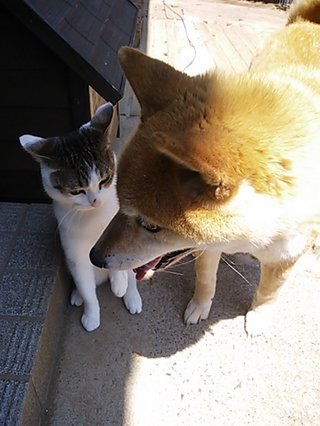 ペットの名前教えて