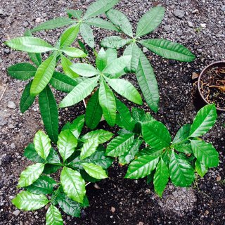 セリア、100均の観葉植物育ててる方☆