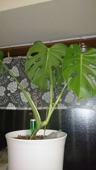 セリア、100均の観葉植物育ててる方☆