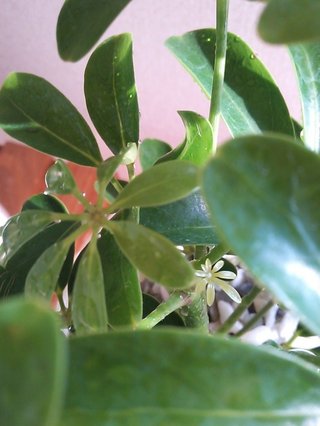 セリア、100均の観葉植物育ててる方☆