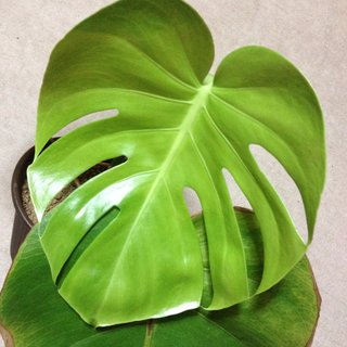 セリア、100均の観葉植物育ててる方☆