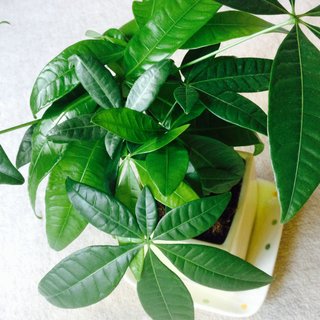 セリア、100均の観葉植物育ててる方☆