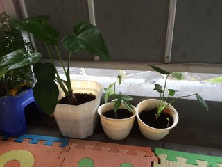 セリア、100均の観葉植物育ててる方☆