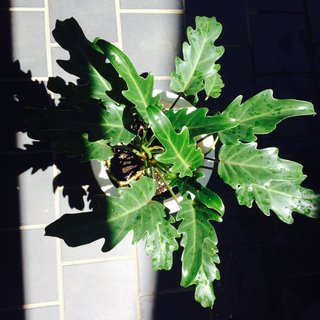 セリア、100均の観葉植物育ててる方☆